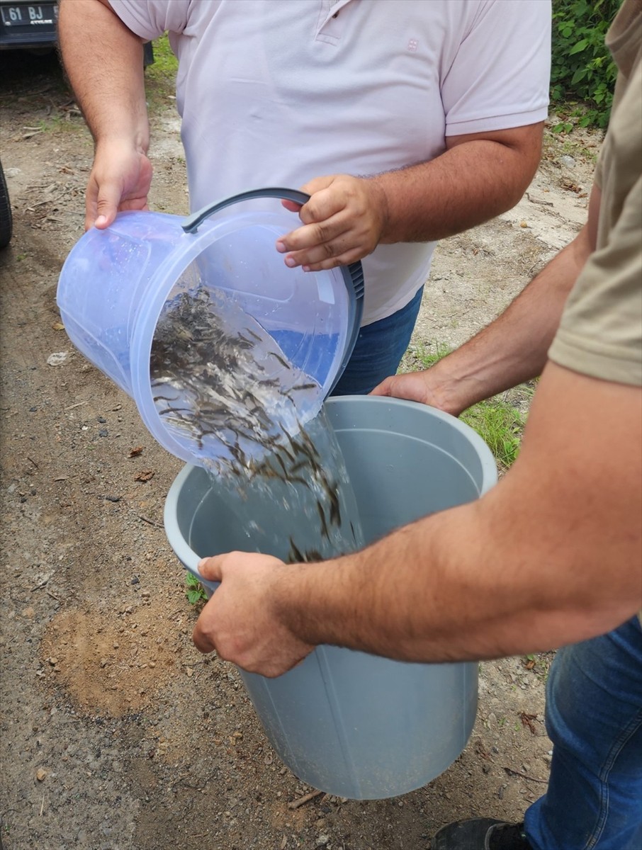 Trabzon'un Araklı ilçesindeki Karadere Vadisi'ne 15 bin alabalık yavrusu salındı.  Alabalıklar...