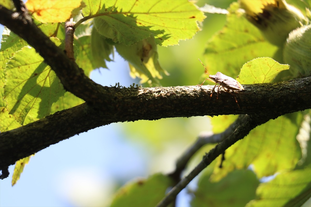 Trabzon ve Ordu'da, ağustos ayının ilk haftası başlaması planlanan fındık hasadı öncesi ürün...