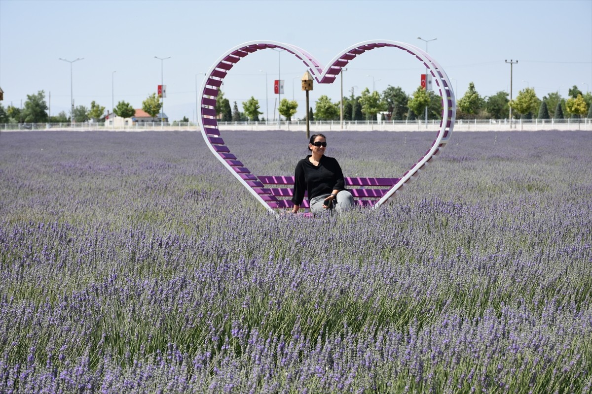 Türkiye'nin en büyük lavanta bahçelerinden biri olan Karatay Lavanta Bahçesi, yeni sezonda...