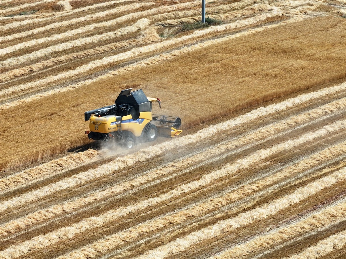 Türkiye’nin tahıl ambarı olarak bilinen Konya Ovası’nda kurak geçen sezonda kıraç arazilerde ciddi...