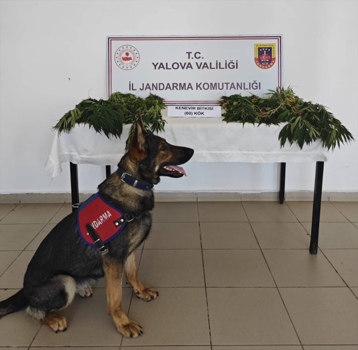 Yalova'nın Armutlu ilçesinde ormanlık alana yasa dışı kenevir ektiği ileri sürülen zanlı...