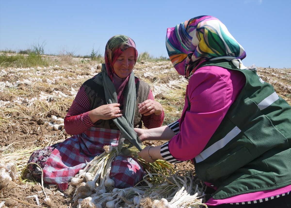 Yeşilay Kastamonu Şubesi üyeleri, Taşköprü ilçesinde sarımsak hasadı yapan kadınları ziyaret etti....