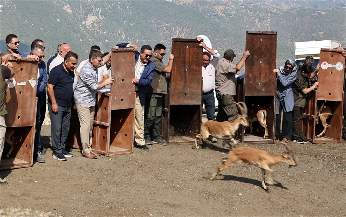 Amasya Doğa Koruma ve Milli Parklar Müdürlüğü tarafından Mersin'den getirilen 5 yaban keçisi...