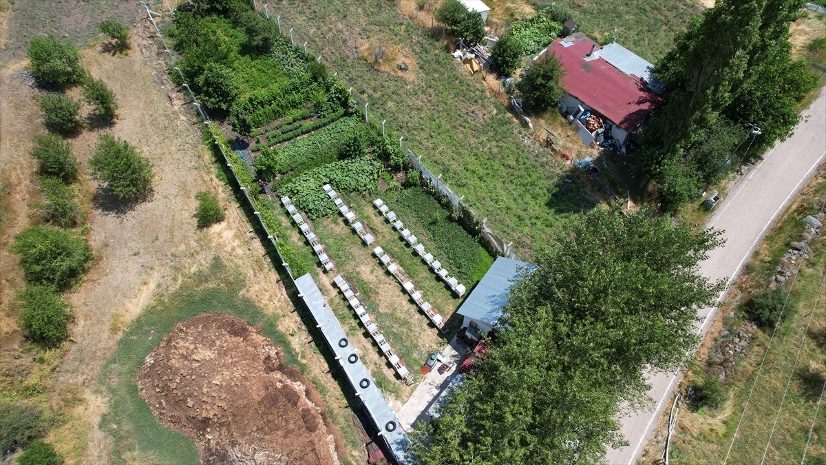 Ankara'nın Çubuk ilçesinde arıcılar çiçek balı hasadına başladı.