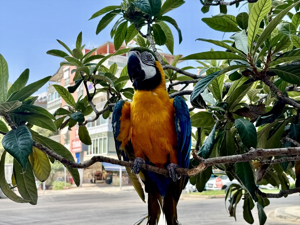 Antalya'nın Konyaaltı ilçesinde 28 yıldır aynı kişi tarafından beslenen ve çalındığı öne sürülen...