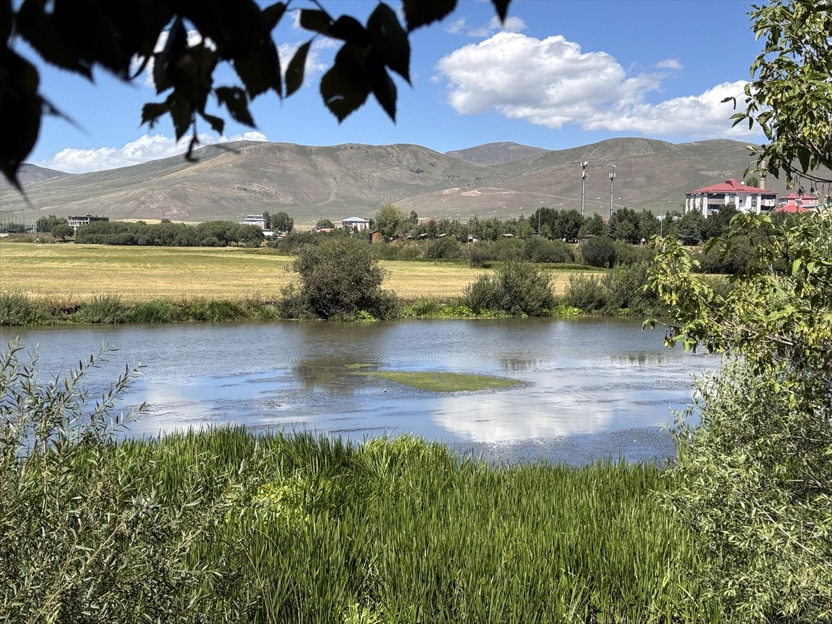 Ardahan'da hava sıcaklığının etkisiyle suyu azalan Kura Nehri'nde yoğun yosun oluştu, otlar boy...
