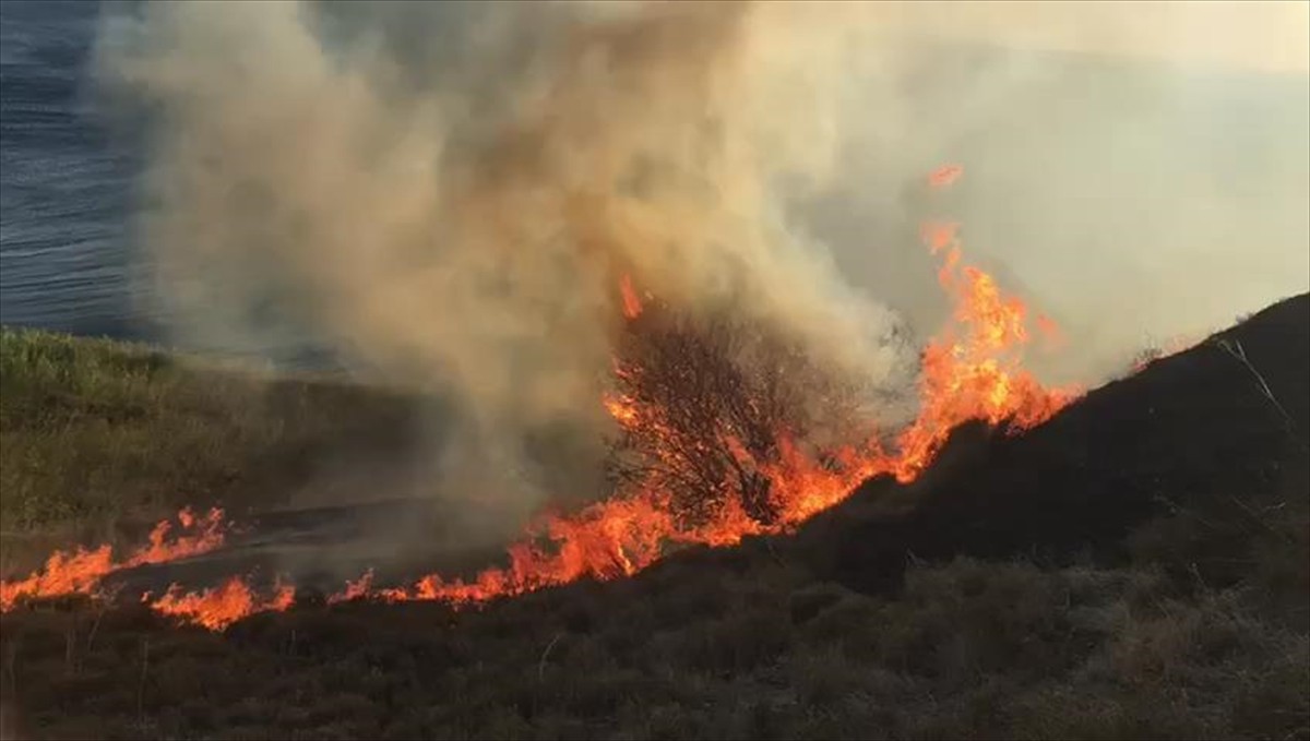 Balıkesir'in Erdek ilçesine bağlı Paşalimanı Adası'nda tarım arazisinde başlayıp ormanlık alana...