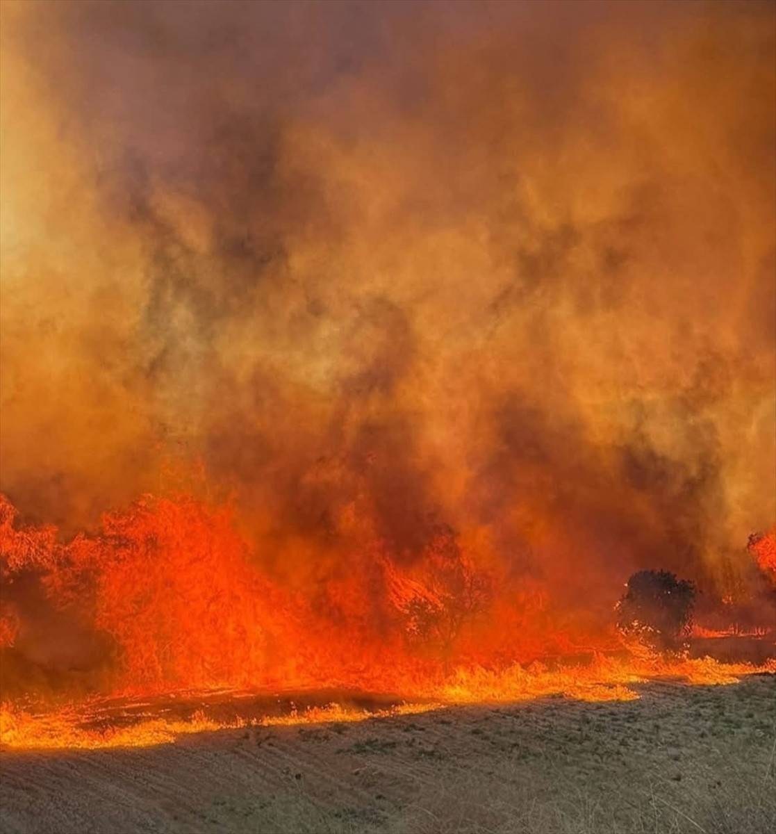 Balıkesir'in Erdek ilçesine bağlı Paşalimanı Adası'nda tarım arazisinde başlayıp ormanlık alana...