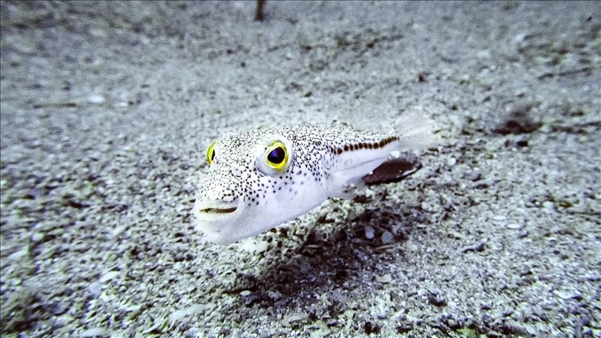 Balon Balığı Avına Ödeme Artışı: 35 TL