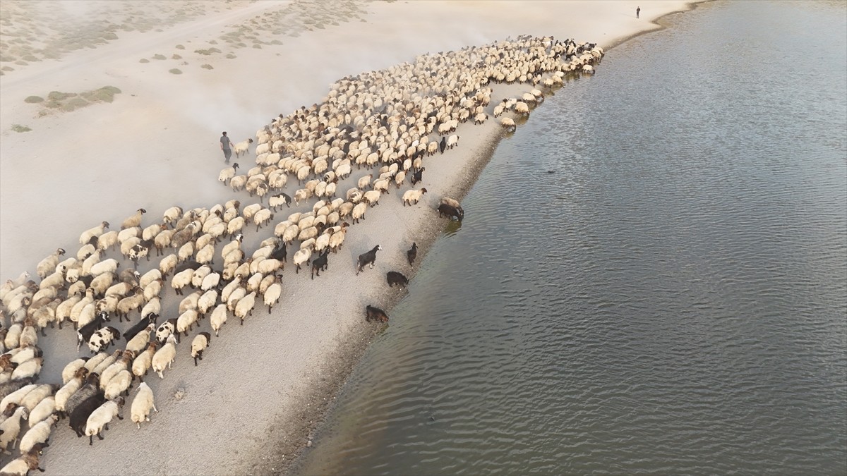Bitlis'in Tatvan ilçesinde Nemrut Dağı eteklerindeki yaylalara çıkarılan küçükbaş hayvan sürüleri...