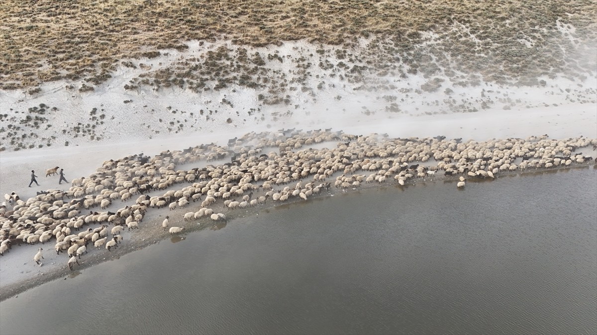 Bitlis'in Tatvan ilçesinde Nemrut Dağı eteklerindeki yaylalara çıkarılan küçükbaş hayvan sürüleri...