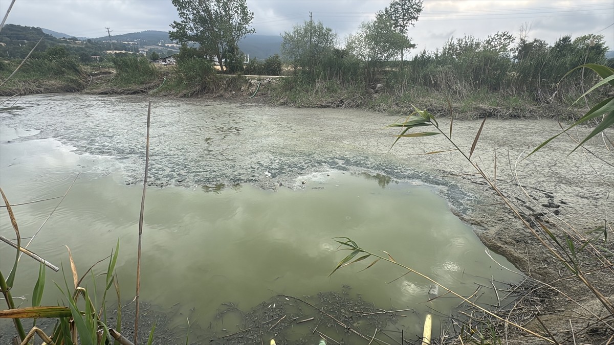 Bolu'da balık ölümlerinin yaşandığı merkeze bağlı Çepni köyündeki gölette, Tarım ve Orman İl...