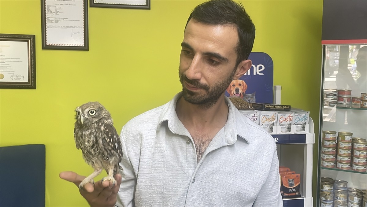 Bolu'nun Dörtdivan ilçesinde bitkin bulunan baykuş yavrusu, bakım ve rehabilitasyon sürecinin...