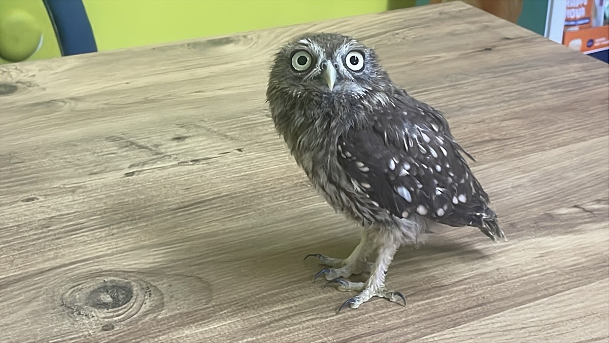 Bolu'nun Dörtdivan ilçesinde bitkin bulunan baykuş yavrusu, bakım ve rehabilitasyon sürecinin...