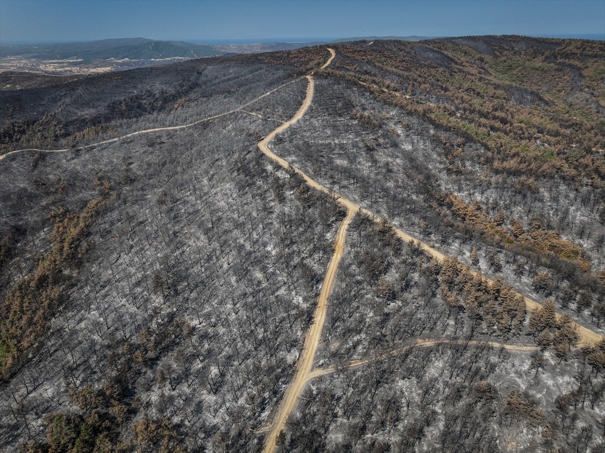 Çanakkale'nin Gelibolu ilçesinde kırsal alanda başlayıp ormana sıçrayan ve büyük ölçüde kontrol...