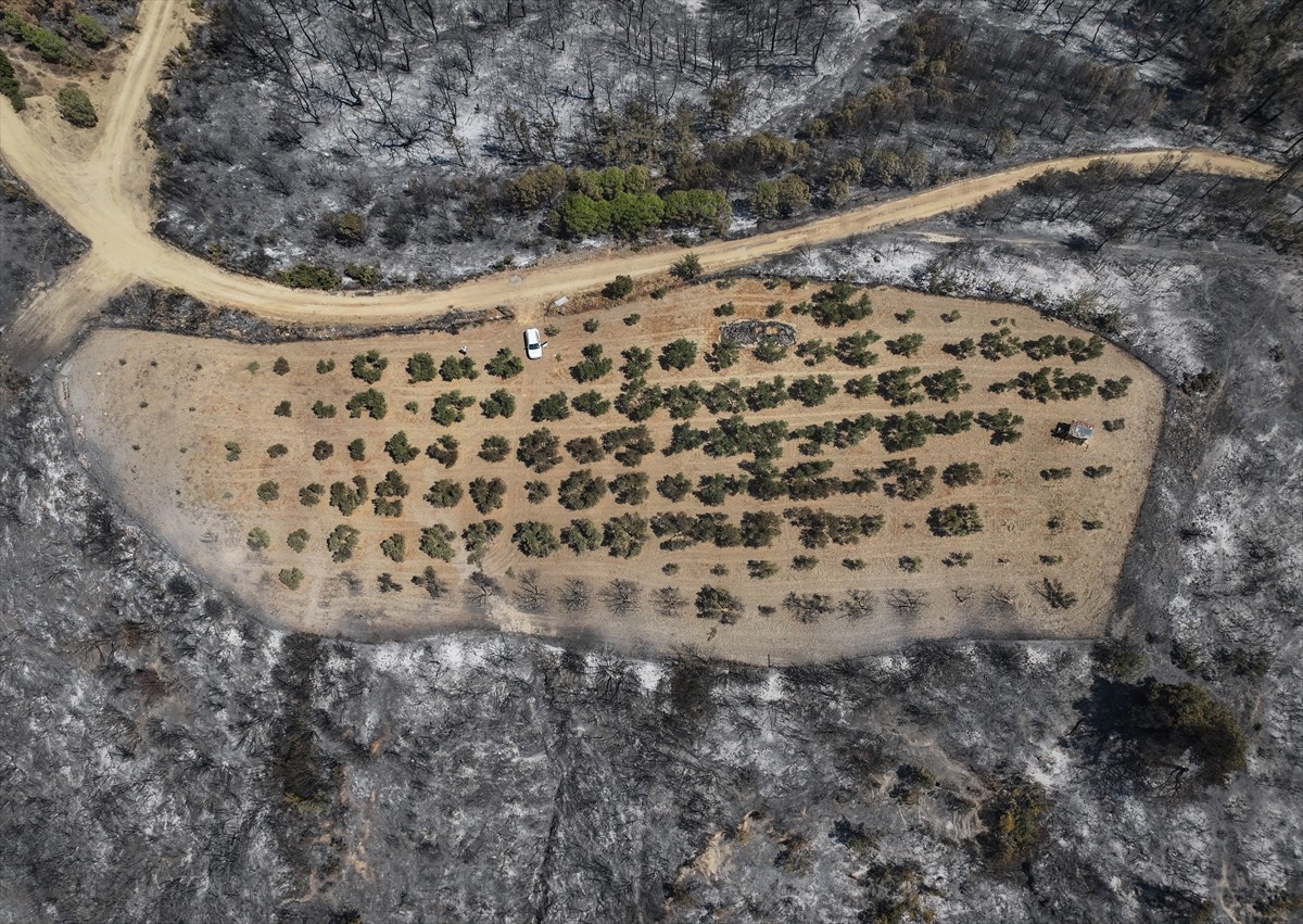Çanakkale'nin Gelibolu ilçesinde kırsal alanda başlayıp ormana sıçrayan yangında, çevresindeki...