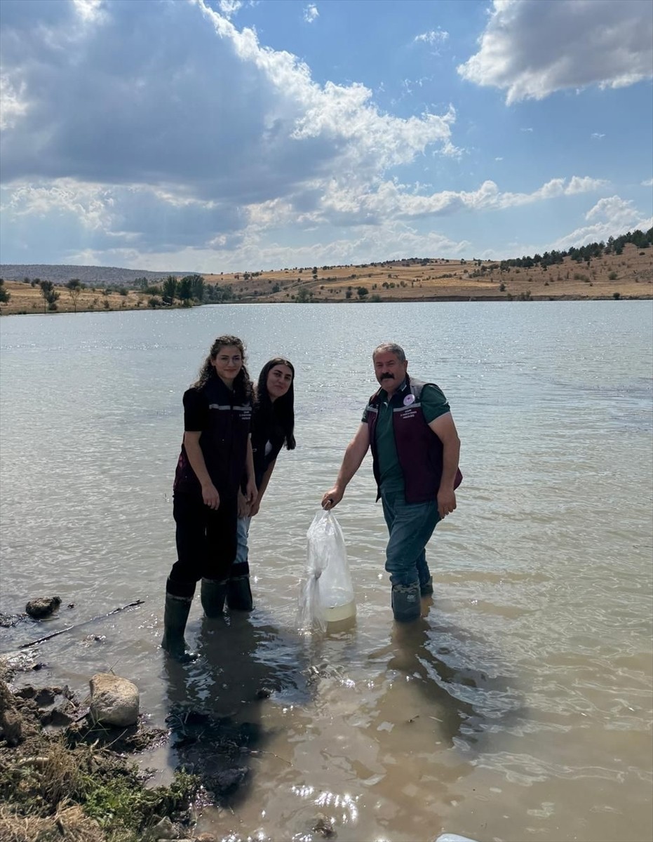 Çankırı'nın Çerkeş ilçesindeki Bozoğlu Göleti ve Akhasan Barajı'na 320 bin sazan yavrusu...
