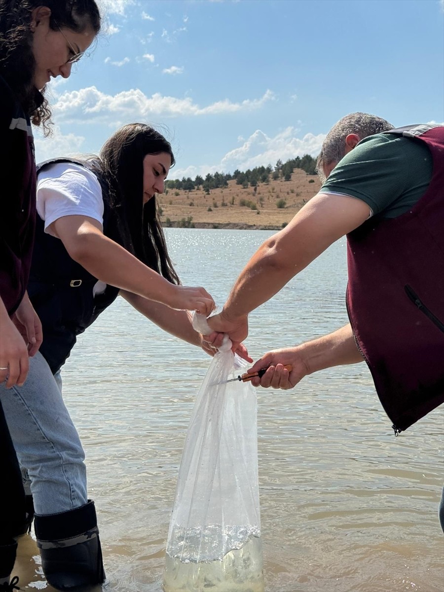 Çankırı'nın Çerkeş ilçesindeki Bozoğlu Göleti ve Akhasan Barajı'na 320 bin sazan yavrusu...
