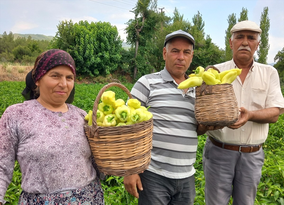 Denizli'de Kale ilçesinin coğrafi işaret tescilli ürünleri arasında yer alan Kale biberi hasat...
