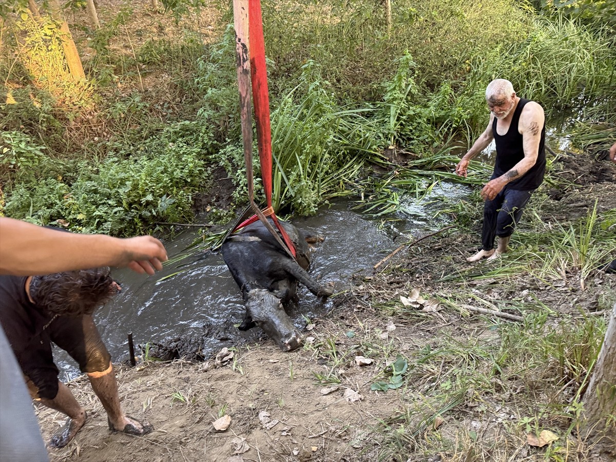Düzce'de bataklığa saplanan inek itfaiye ekiplerinin yardımıyla kurtarıldı. Ekipler, bir süre...