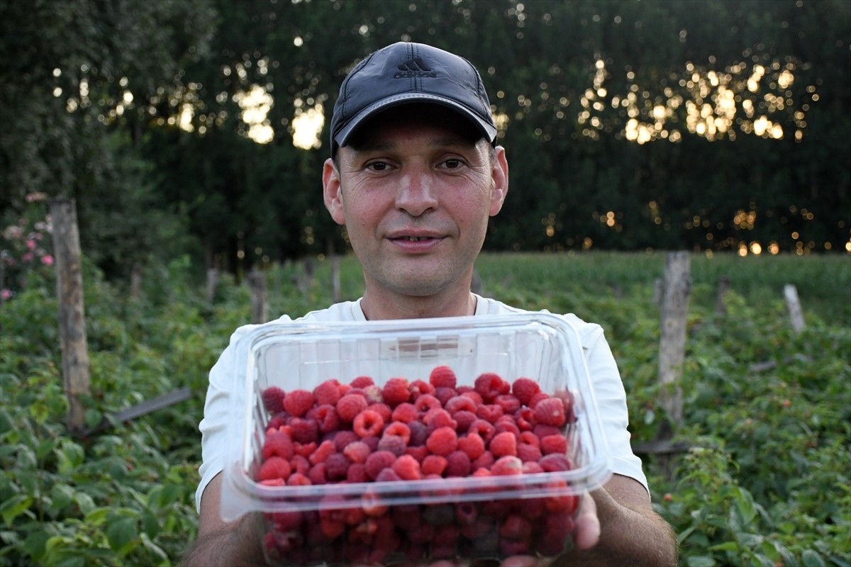 Düzce'de yaşayan Onur Kurnaz, babadan kalma 15 dönüm boş araziyi meyve bahçesine dönüştürerek...