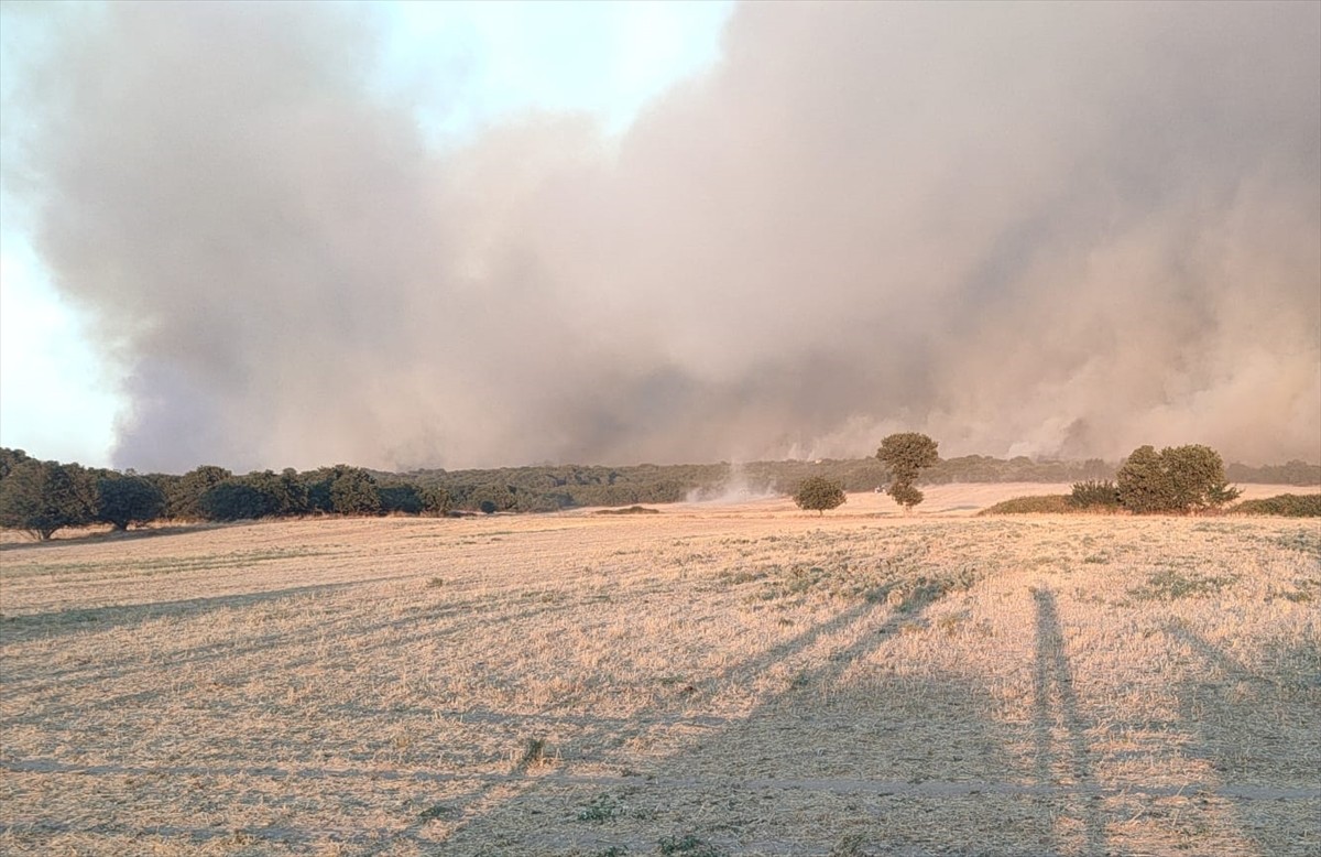 Edirne'nin Enez ilçesinde, Büyükevren köyündeki ormanlık alanda henüz belirlenemeyen nedenle...