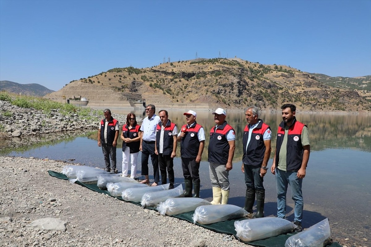 Elazığ'da Keban Su Ürünleri Üretim İstasyonu'nda üretilen 17 milyon sazan iç suların balık...
