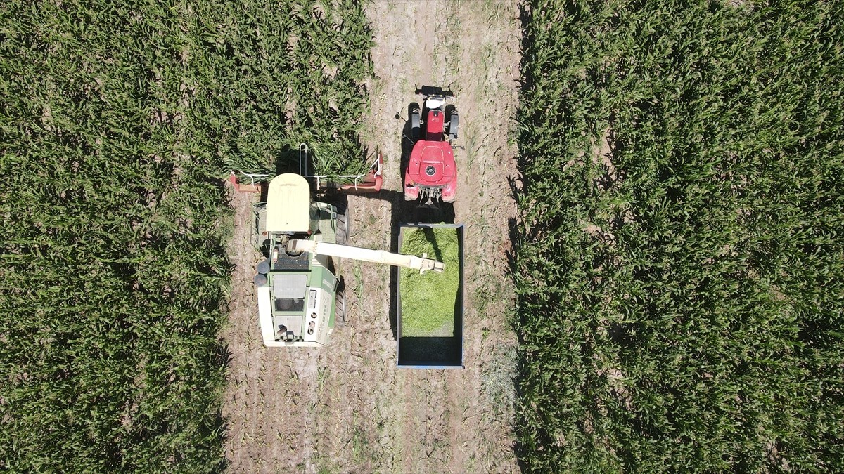 Erzincan Ovası'nın bereketli topraklarında üretimi her yıl artan silajlık mısır, hayvancılığı...