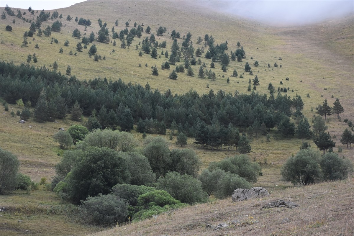 Gümüşhane’nin Torul ilçesinde yaşayan 62 yaşındaki emekli din görevlisi Ali Ural, köyüne 50 bini...