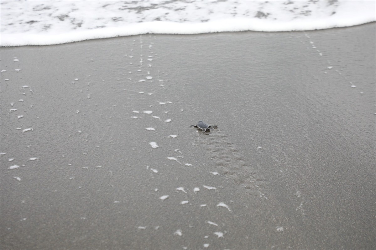 Hatay Büyükşehir Belediyesi ekipleri, yuvalarından çıkmaya başlayan deniz kaplumbağalarının denize...