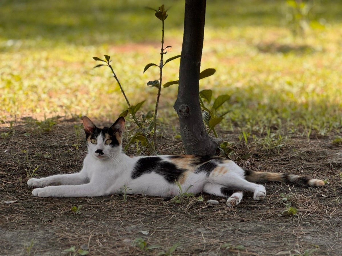 Hissedilen hava sıcaklığının 43 dereceye ulaştığı Hatay'da, sıcak hava ve yüksek nem hayatı...