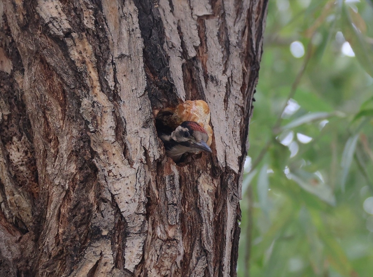 Iğdır İl Özel İdaresi bahçesindeki bir ağacın kovuğuna yuva yapan alaca ağaçkakan yavrusu, kurum...