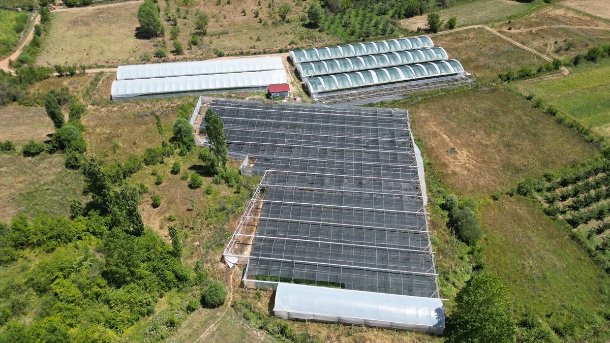 Isparta’nın Aksu ilçesinde üretim alanı genişleyen ahududu hasadı gerçekleştiriliyor. Isparta’da...