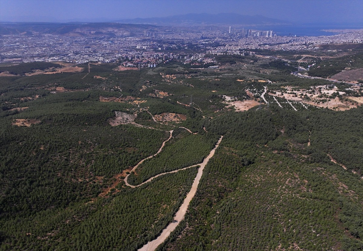 İzmir'in Bornova ilçesinde 16 yıl önce yanan ormanlık alanda yapılan ağaçlandırma çalışmaları...
