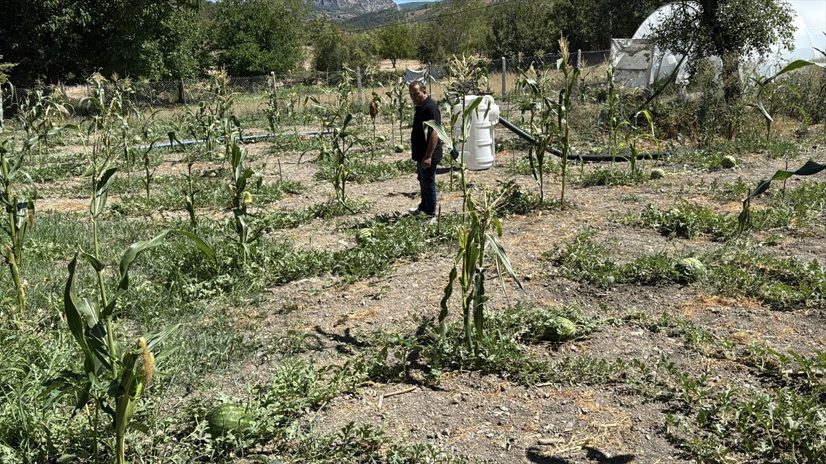 Karabük'ün Eflani ilçesinde karpuz hasadı etkinliği gerçekleştirildi. Ovaçalış köyünde yaklaşık...