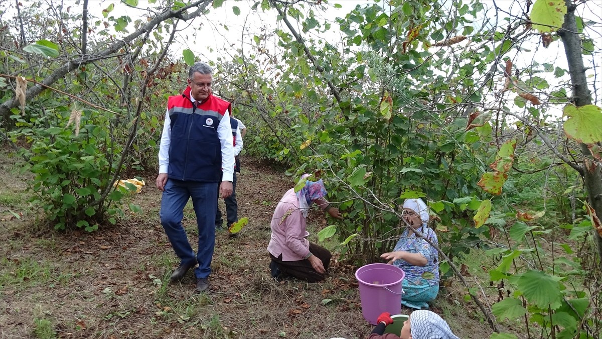 Karadeniz Bölgesi'nin en önemli tarımsal üretimi olan fındıkta hasat devam ediyor. Samsun Tarım ve...