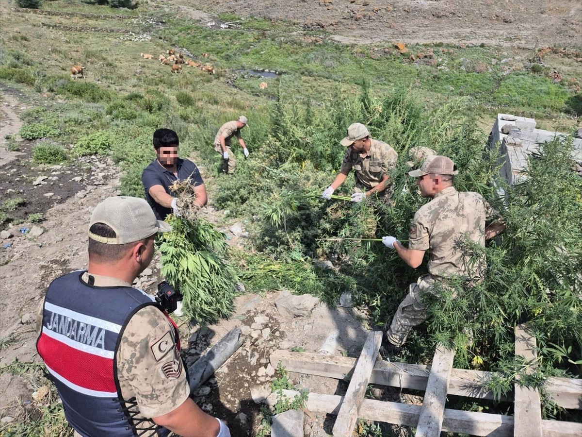 Kars'ta tarlada ekili halde 42 bin 658 kök Hint keneviri ele geçirildi.