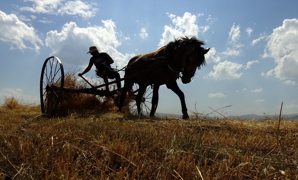 Kış mevsiminin uzun ve çetin geçtiği Kars'ta çiftçiler, arazilerindeki son buğdayları hasat...