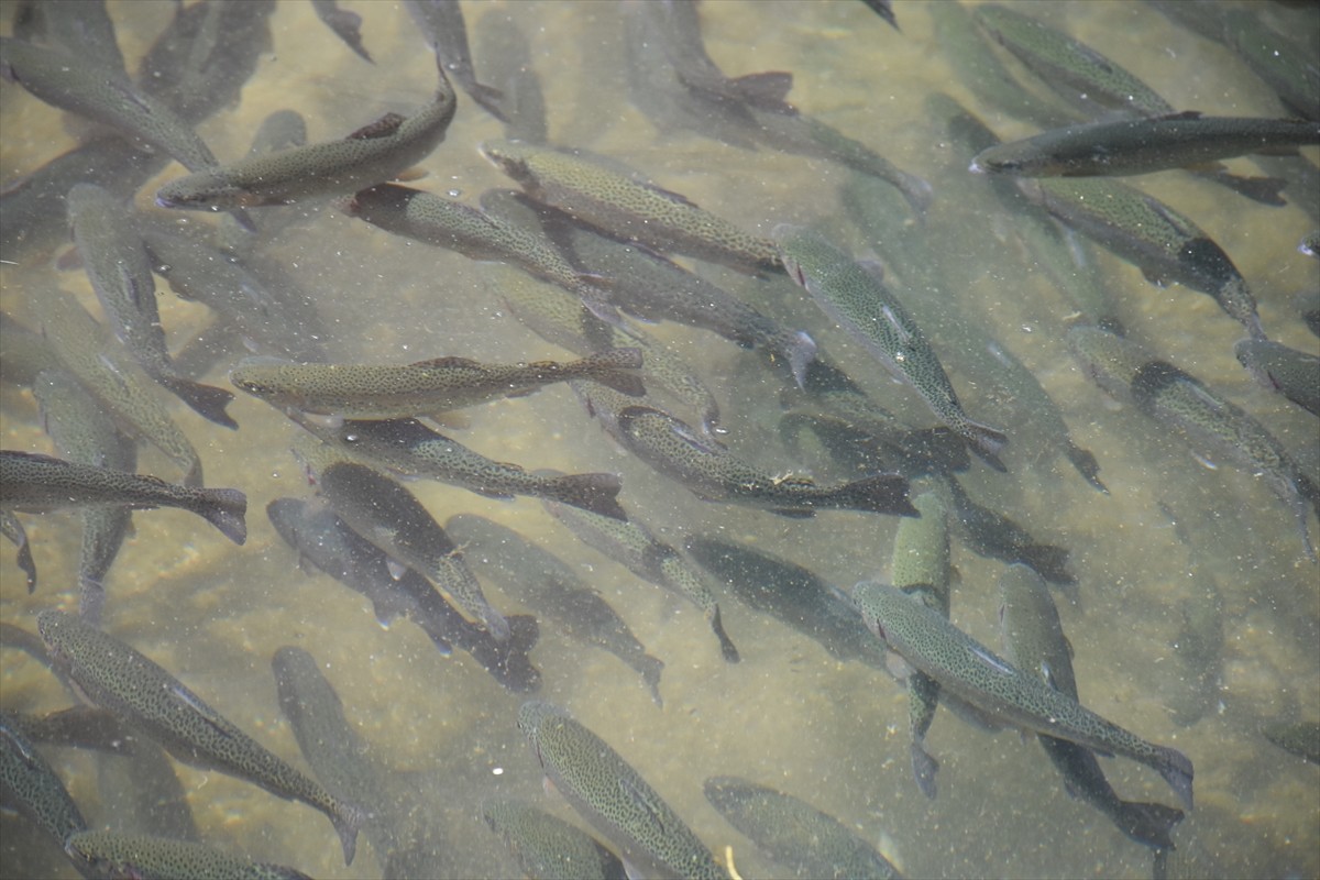 Malatya'nın Doğanşehir, Darende ve Arguvan ilçelerinde devlet destekleriyle alabalık üretiminin...