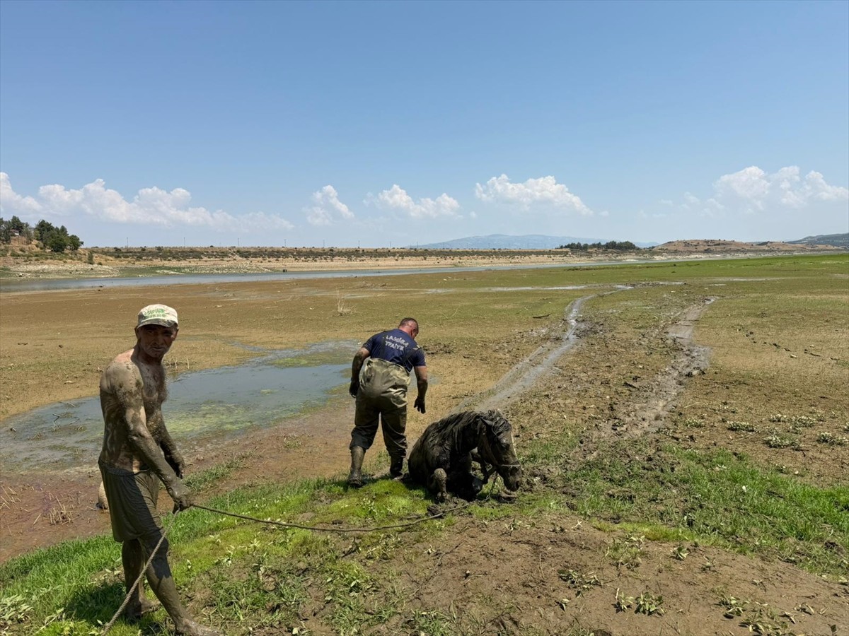 Manisa'nın Alaşehir ilçesinde bataklığa saplanan katırlarını kurtarmak isterken mahsur kalan kişi...