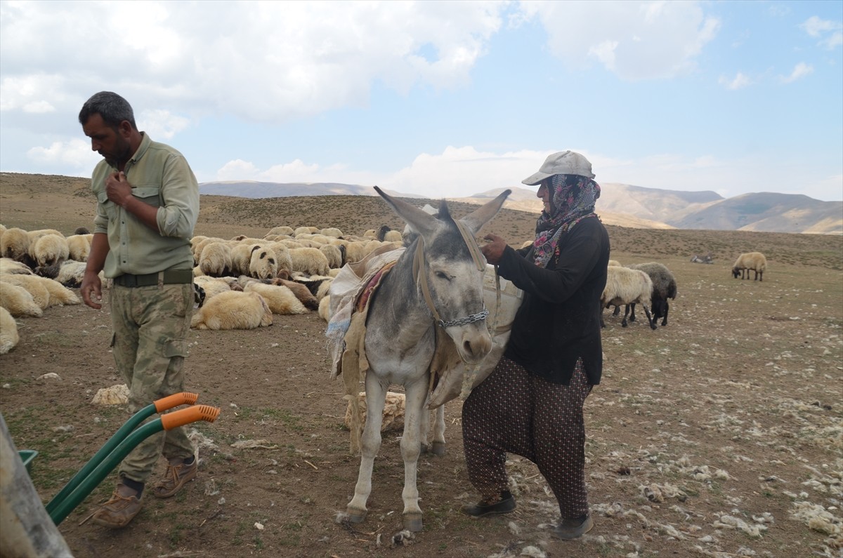 Muş'ta ilkbaharda küçükbaş hayvanlarını yüksek rakımlı yaylalara çıkaran besiciler, elde ettikleri...