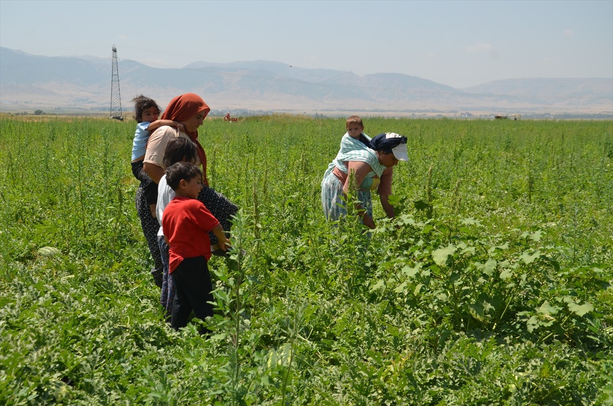 Muş Ovası'nda karpuz hasadı yapan kadın tarım işçileri, sıcak havada sürdürdükleri zorlu...