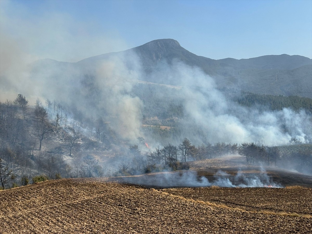 Osmaniye'nin Düziçi ilçesindeki Akçakoyunlu köyü yakınlarındaki ormanlık alanda henüz...