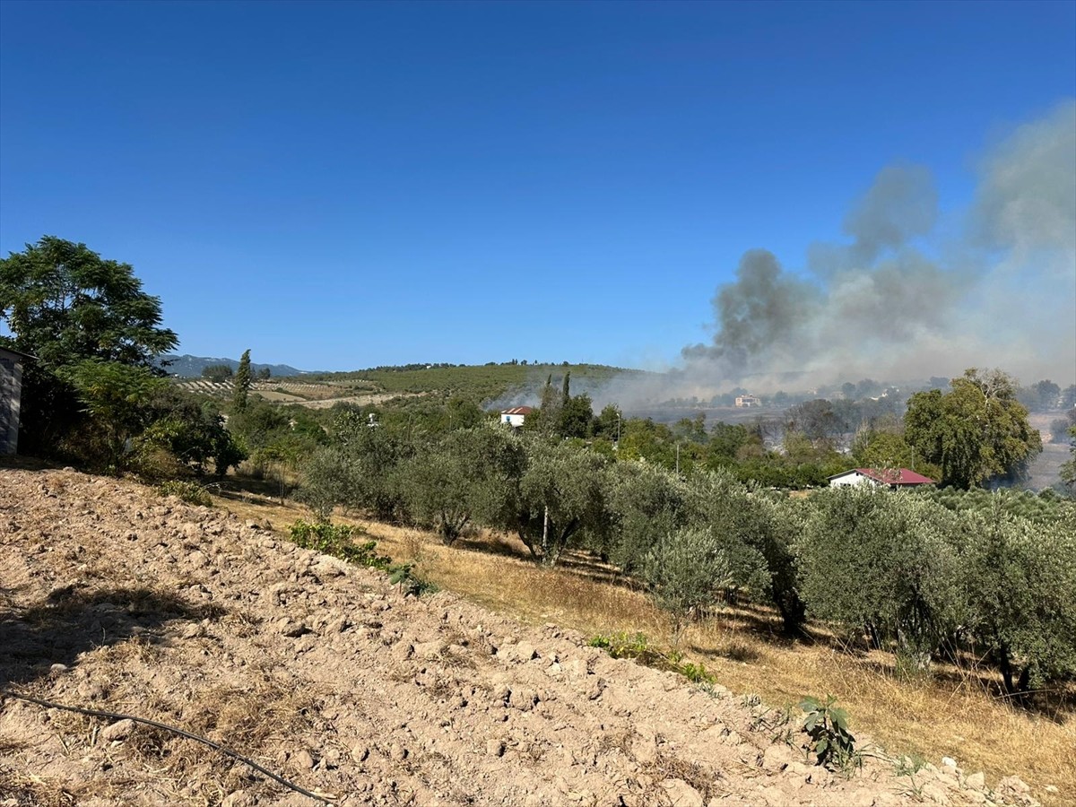 Osmaniye'nin Sumbas ilçesinde tarlada çıkan yangın rüzgarın etkisiyle zeytinliğe sıçradı.