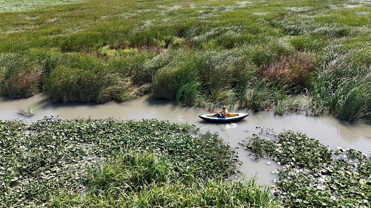 Samsun'un Alaçam ilçesinde kano sporuyla uğraşan Volkan Karaman, ilçedeki sulak alanlarda...