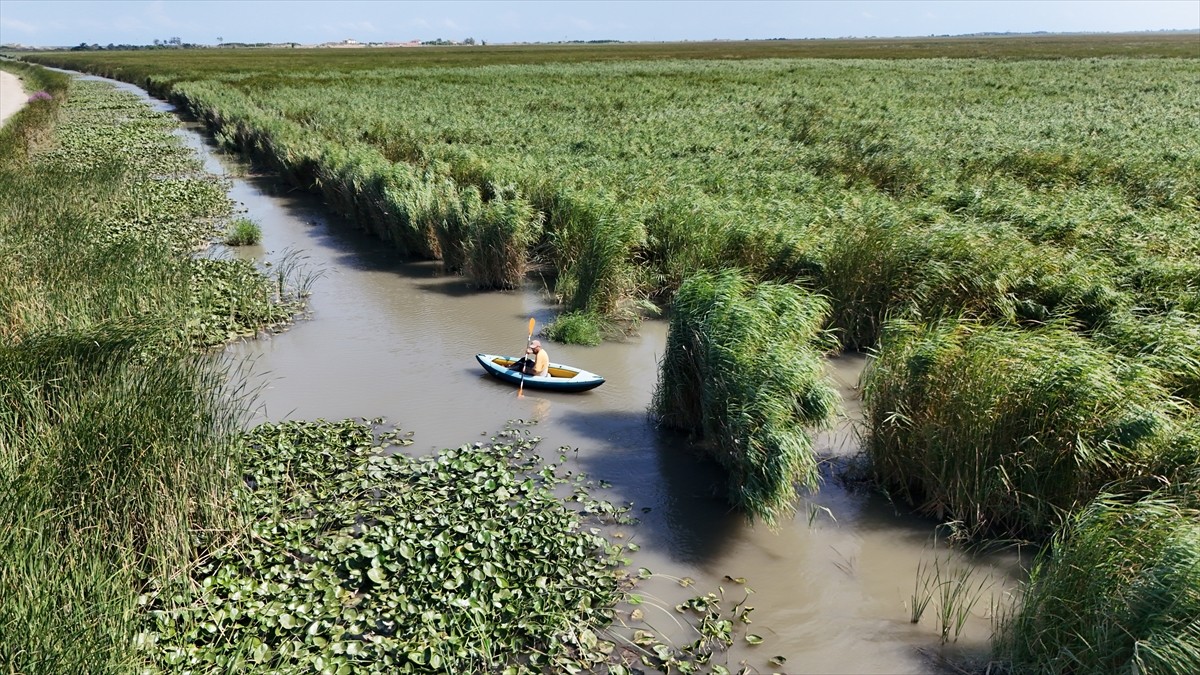 Samsun'un Alaçam ilçesinde kano sporuyla uğraşan Volkan Karaman, ilçedeki sulak alanlarda...