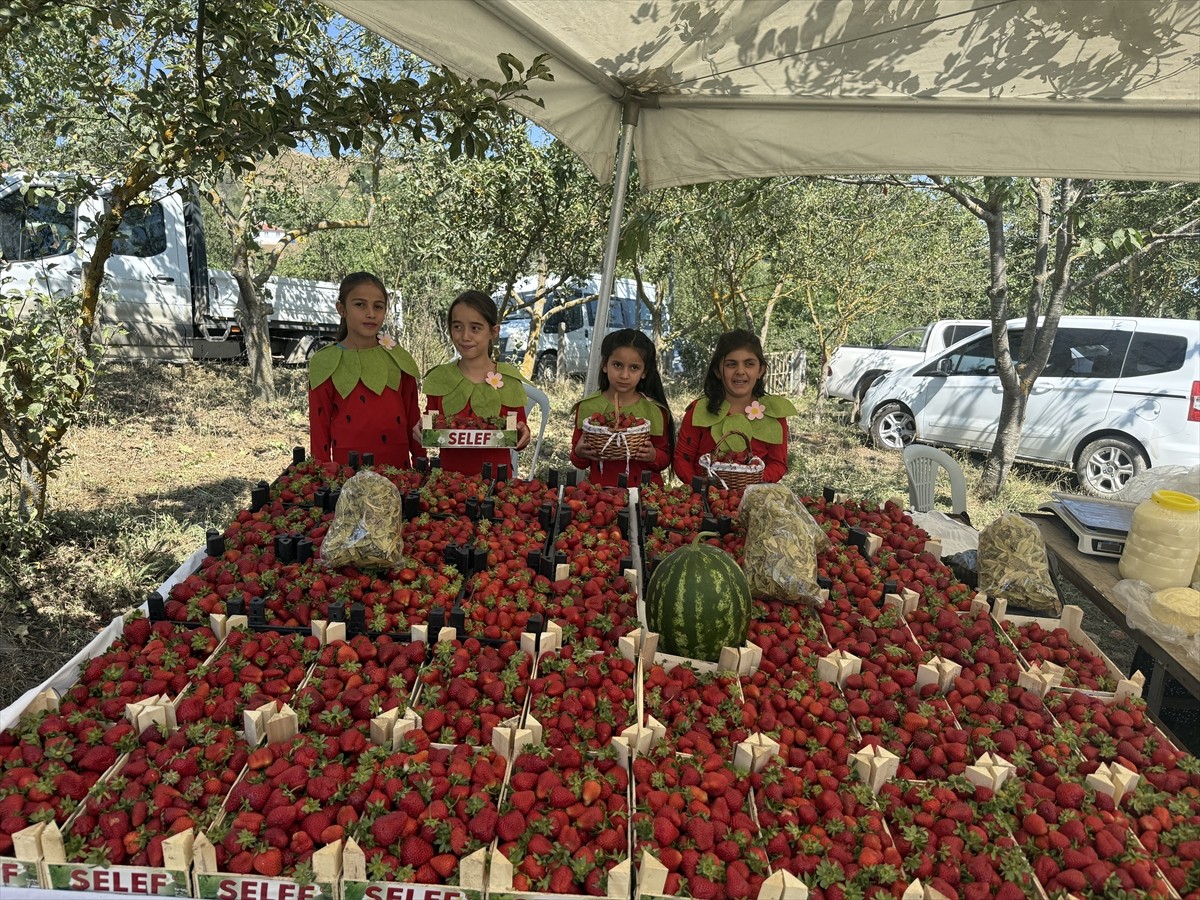 Samsun'un Alaçam ilçesinde "Çilek Yetiştiriciliği Geliştirme Projesi" kapsamında 3. Dürtmen...