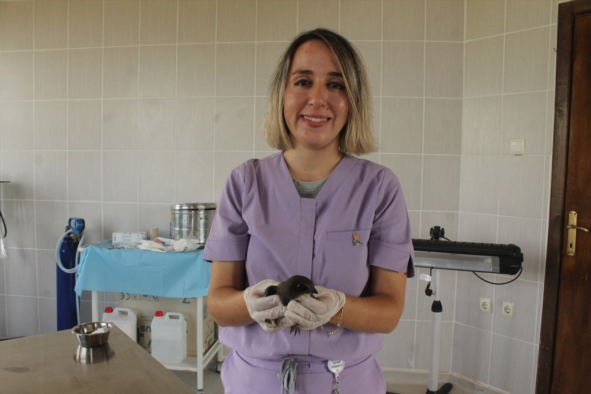 Samsun'un Bafra ilçesinde bacağı kırık halde bulunan ak karınlı ebabil, Kızılırmak Deltası'ndaki...