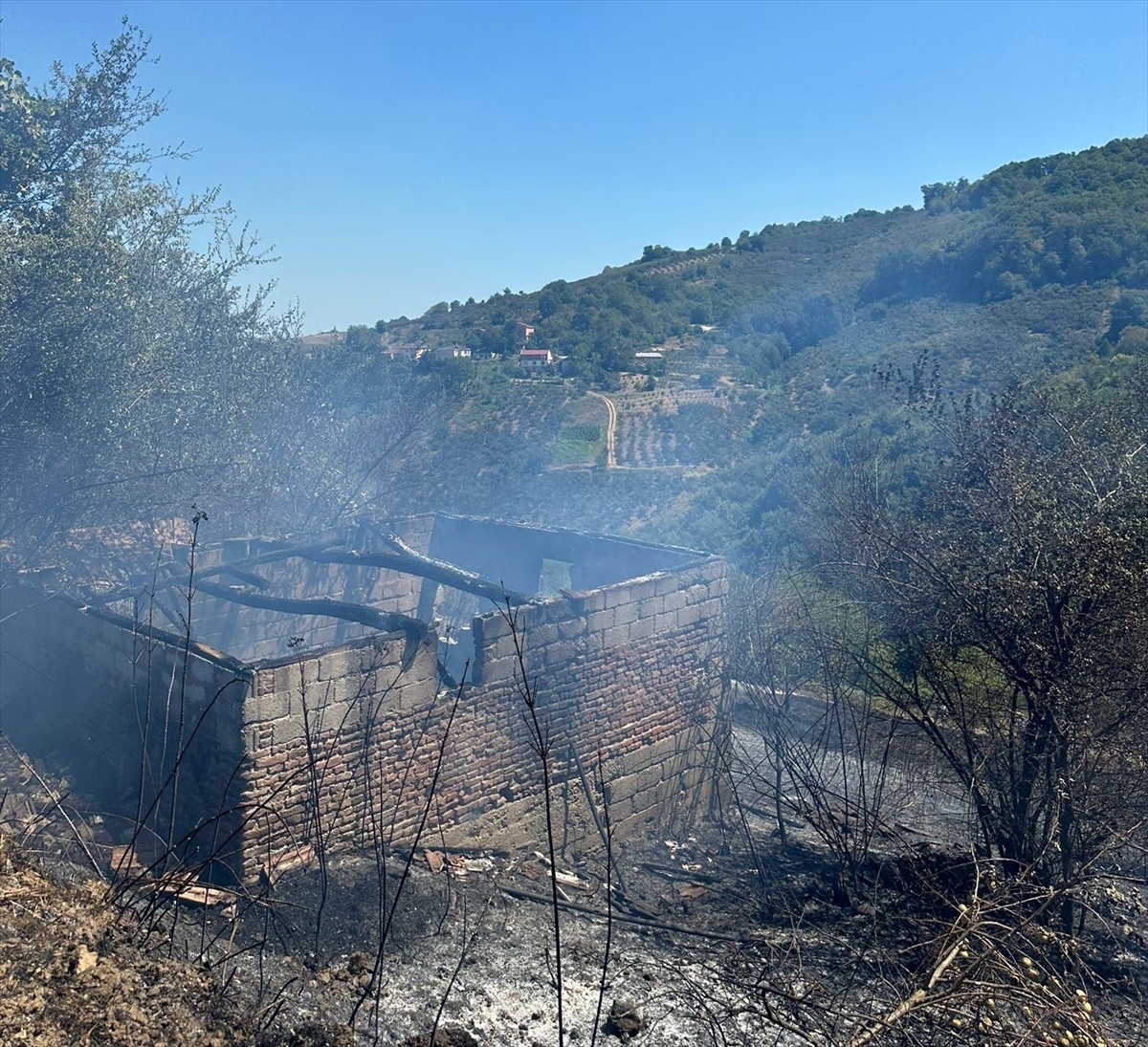 Samsun'un Bafra ilçesinde fındık bahçesinde çıkan yangın ormana sıçramadan itfaiye ekiplerince...