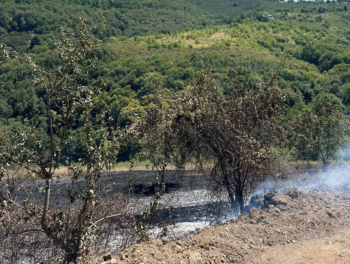 Samsun'un Bafra ilçesinde fındık bahçesinde çıkan yangın ormana sıçramadan itfaiye ekiplerince...